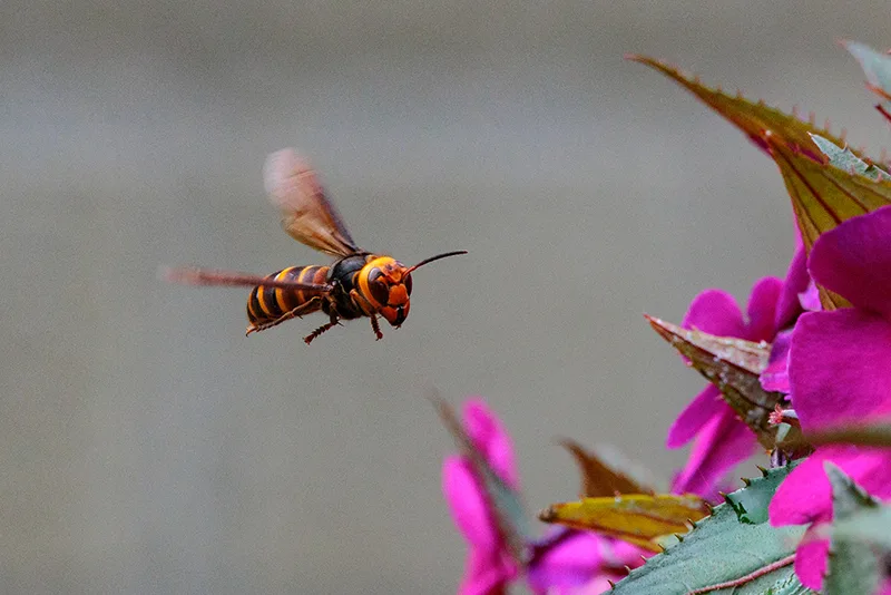 アナフィラキシー症状